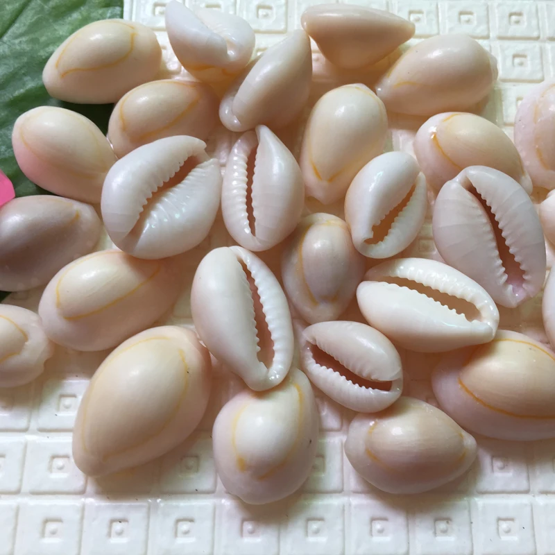 HappyKiss 50pcs Fish tank auatic yangtz derlook wedding decoration po lo huazhung natural shells conch yellow Phnom penh screw
HappyKiss 50pcs Fish tank auatic yangtz derlook wedding decoration po lo huazhung natural shells conch yellow Phnom penh screw