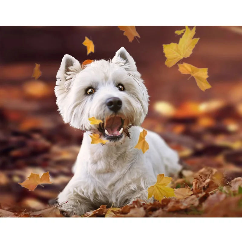5D Diy Diamond Painting Cross Stitch west highland white terrier full square Diamond Embroidery mosaic,puzzles Y0744
5D Diy Diamond Painting Cross Stitch west highland white terrier full square Diamond Embroidery mosaic,puzzles Y0744