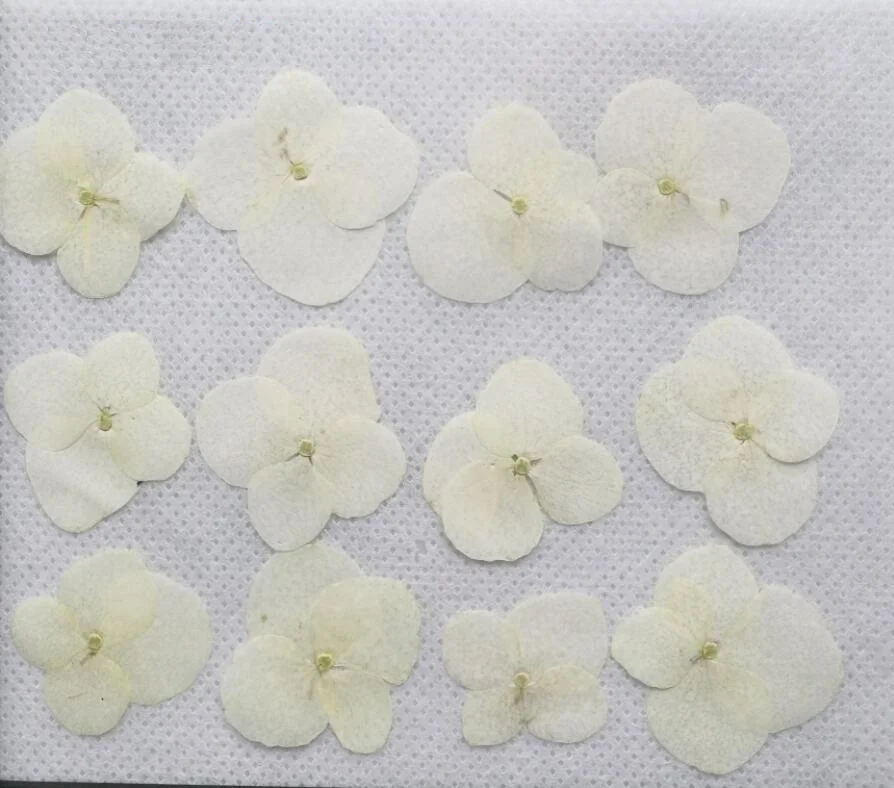 250pcs Pressed Dried Hydrangea Flower For Epoxy Resin Pendant Necklace Jewelry Making Craft DIY Accessories
250pcs Pressed Dried Hydrangea Flower For Epoxy Resin Pendant Necklace Jewelry Making Craft DIY Accessories