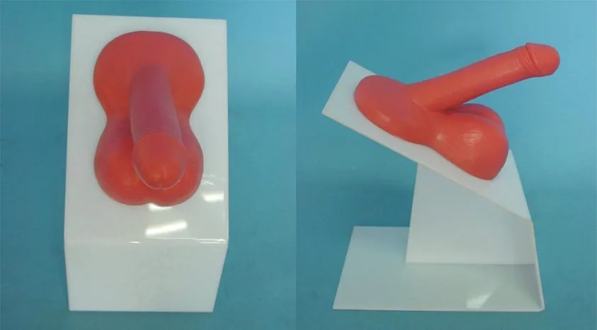 male protective case Internship Demo Model Male reproductive system Medical Teaching free shipping
male protective case Internship Demo Model Male reproductive system Medical Teaching free shipping