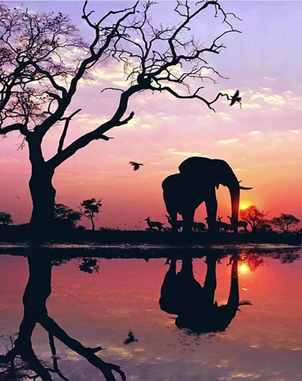animals Full round Diamond painting Cross stitch Sunset landscape full square Diamond mosaic Elephant 5D Diamond embroidery tree
animals Full round Diamond painting Cross stitch Sunset landscape full square Diamond mosaic Elephant 5D Diamond embroidery tree