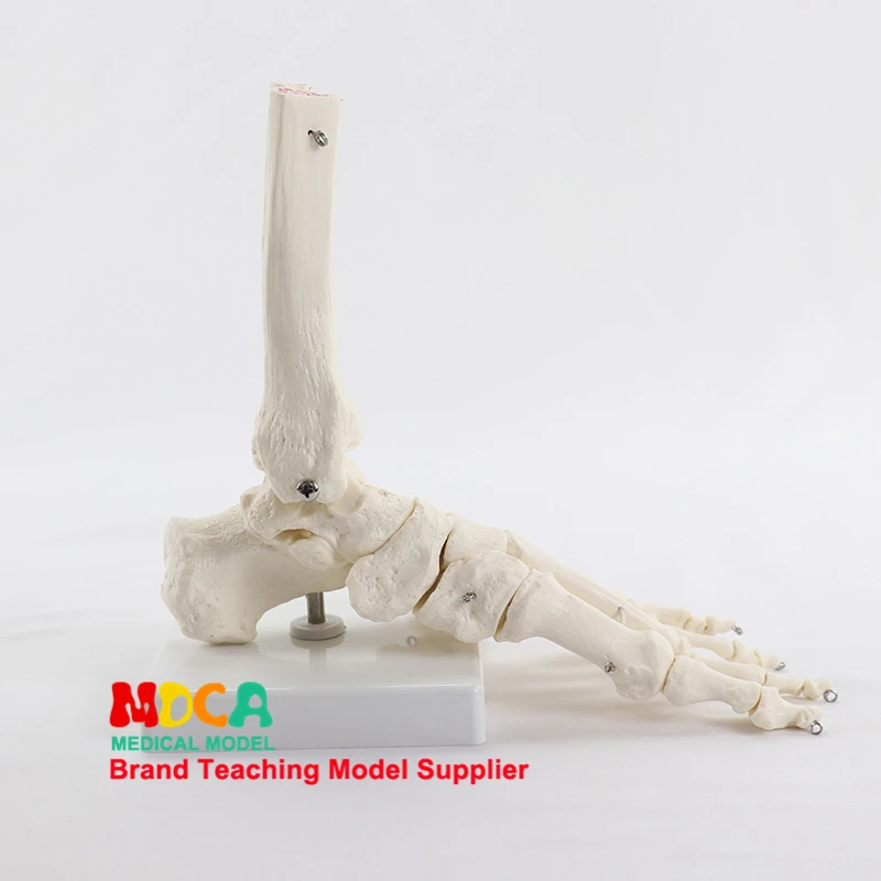 Foot ankle joint model foot bone model medical teaching of human bones MJG003
Foot ankle joint model foot bone model medical teaching of human bones MJG003