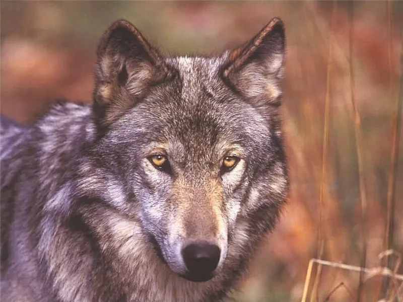 NEW forest wolf 5d Diamond Mosaic full Diamond Painting Cross Stitch Diamond Embroidery Animal Pattern rhinestone decoration
NEW forest wolf 5d Diamond Mosaic full Diamond Painting Cross Stitch Diamond Embroidery Animal Pattern rhinestone decoration