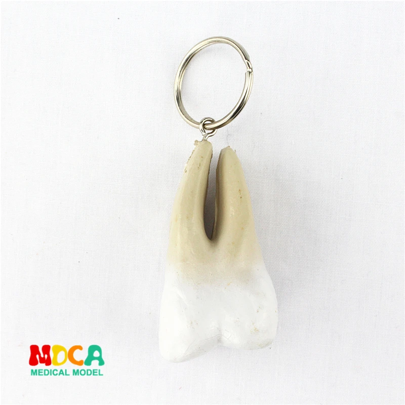 human tooth key buckle ornament gift pendant key buckle human.organ anatomy medical teaching toy YSK007
human tooth key buckle ornament gift pendant key buckle human.organ anatomy medical teaching toy YSK007