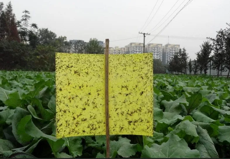 2017 Hot Fly Flies Glue Board Trap Killer For Pest Control Reject Repeller Moths Flying Ants Termites Bugs Insects Control 10pcs
2017 Hot Fly Flies Glue Board Trap Killer For Pest Control Reject Repeller Moths Flying Ants Termites Bugs Insects Control 10pcs