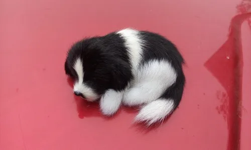 mini Simulation dog polyethylene&furs black&white sleeping dog model gift about 10x7.5x4.5cm y0219
mini Simulation dog polyethylene&furs black&white sleeping dog model gift about 10x7.5x4.5cm y0219
