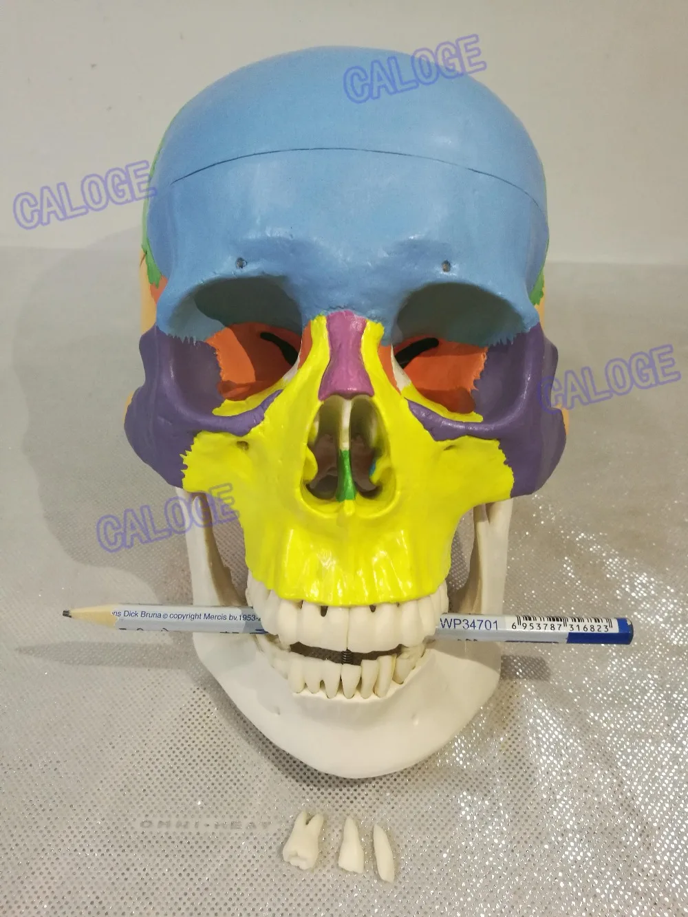 Special deals are on sale&1:1 color head model, the natural human skull, adult head, the anatomy of the medical.
Special deals are on sale&1:1 color head model, the natural human skull, adult head, the anatomy of the medical.