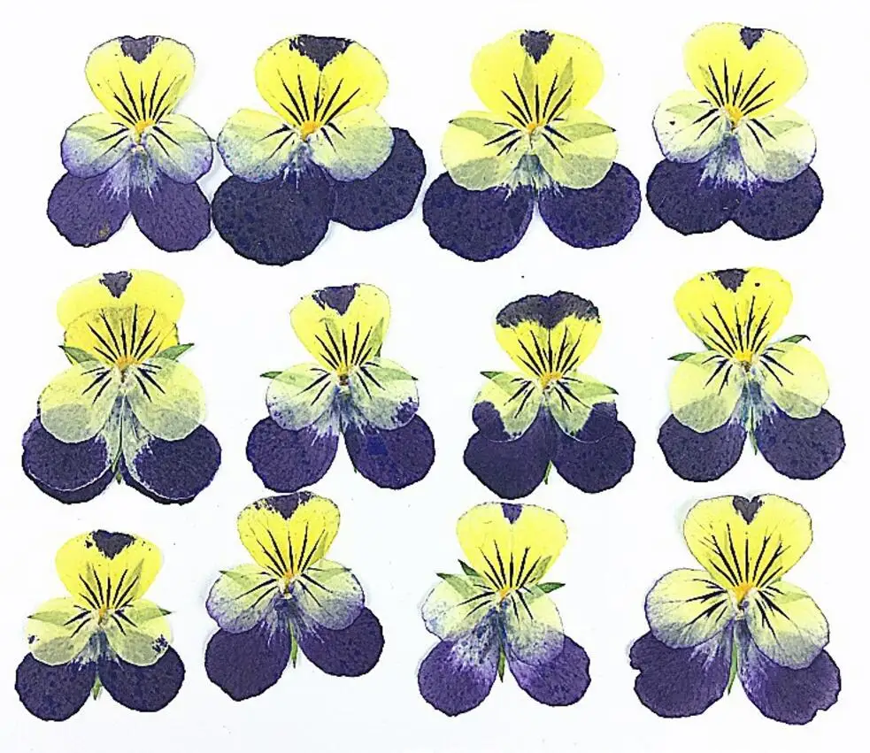 250pcs Pressed Dried Viola tricolor L. Pansy Flower Filler For Epoxy Resin Pendant Necklace Jewelry Making Craft DIY Accessories
250pcs Pressed Dried Viola tricolor L. Pansy Flower Filler For Epoxy Resin Pendant Necklace Jewelry Making Craft DIY Accessories