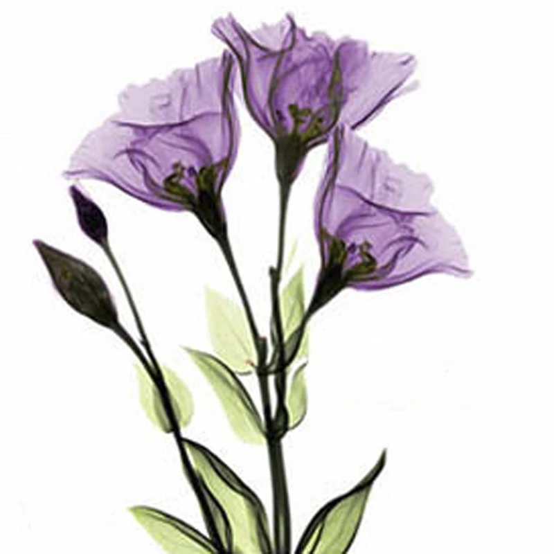 Diamond painting cross stitch Full drill round diamond embroidery cross stitch diamond sets mosaic painting purple flowers
Diamond painting cross stitch Full drill round diamond embroidery cross stitch diamond sets mosaic painting purple flowers
