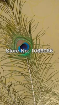 DHL Free Shipping! 200pcs/lot 70-80cm Big peacock Eye Top quality peacock feather natural peacock feathers plumes for home decor
DHL Free Shipping! 200pcs/lot 70-80cm Big peacock Eye Top quality peacock feather natural peacock feathers plumes for home decor