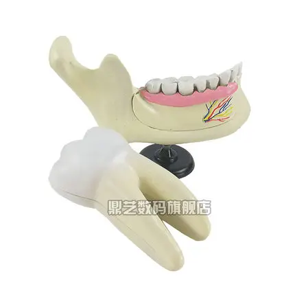 Dentition and tooth grinding anatomy Magnification model Biological teaching apparatus experimental apparatus
Dentition and tooth grinding anatomy Magnification model Biological teaching apparatus experimental apparatus