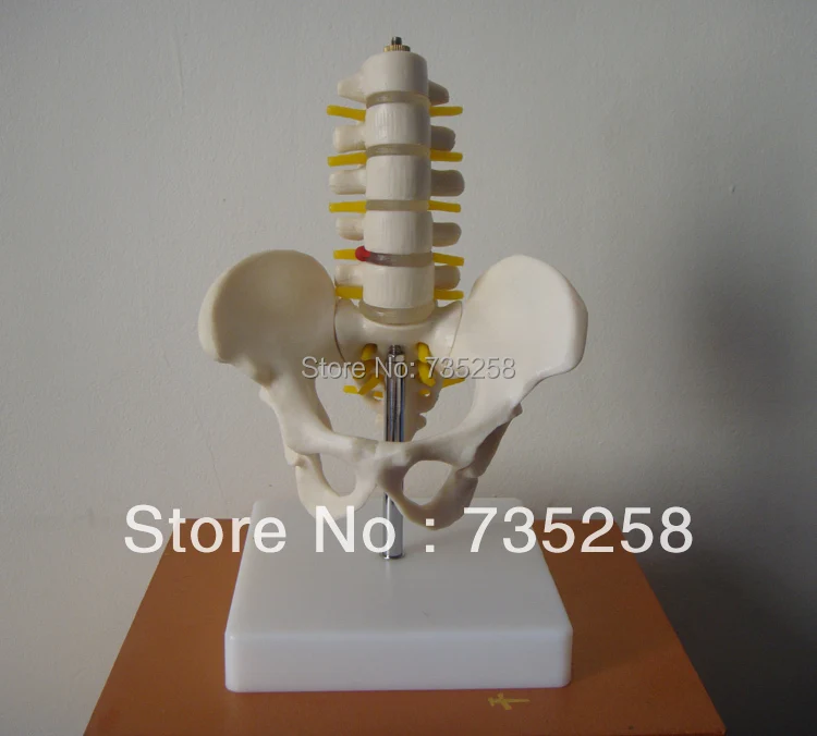Half-Size Pelvis with 5pcs Lumbar Vertebrae,Pelvis Model,Mini Lumbar With Pelvic Model
Half-Size Pelvis with 5pcs Lumbar Vertebrae,Pelvis Model,Mini Lumbar With Pelvic Model