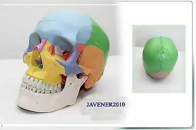 NewLife Size Human Anatomical Anatomy Head Skull Skeleton Medical Model Colorful
NewLife Size Human Anatomical Anatomy Head Skull Skeleton Medical Model Colorful