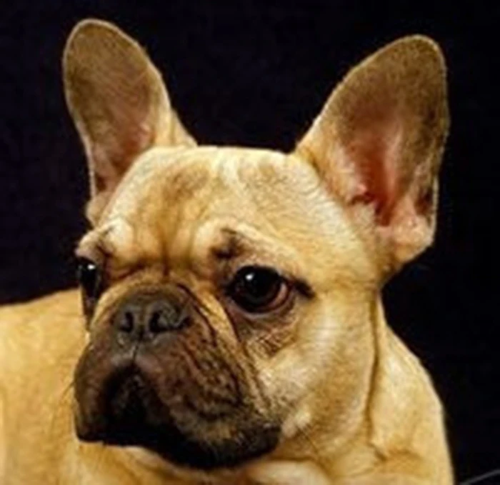 Daisies 10pcs/lot New Fashion Pendant Necklace Handmade French Bulldog Dog Necklaces For Women Jewelry Animal Collier Femme
Daisies 10pcs/lot New Fashion Pendant Necklace Handmade French Bulldog Dog Necklaces For Women Jewelry Animal Collier Femme