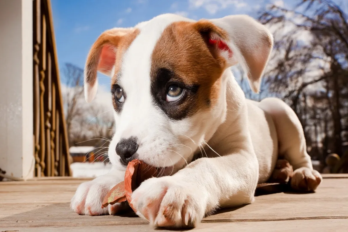 canvas fabric poster custom print little dog with guilty look PDW137 for wall decor room decor home decoration (frame available)
canvas fabric poster custom print little dog with guilty look PDW137 for wall decor room decor home decoration (frame available)