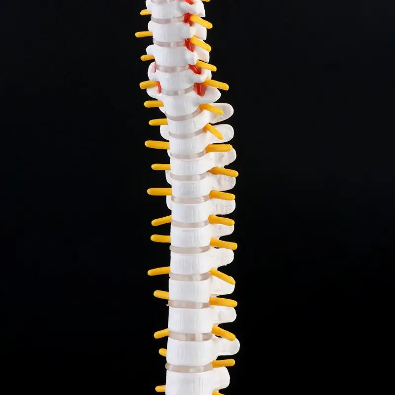 45cm Flexible Human Spinal Column Vertebral Lumbar Curve Anatomical Model Anatomy Spine Teaching Tool
45cm Flexible Human Spinal Column Vertebral Lumbar Curve Anatomical Model Anatomy Spine Teaching Tool