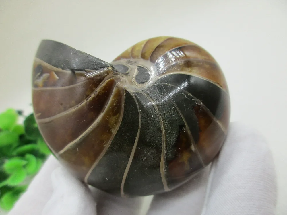 Natural Rare Quartz Crystals Polished Parrots Sea Snail Fossil Natural Stone Chakra Healing Reiki Crystal Crafts
Natural Rare Quartz Crystals Polished Parrots Sea Snail Fossil Natural Stone Chakra Healing Reiki Crystal Crafts