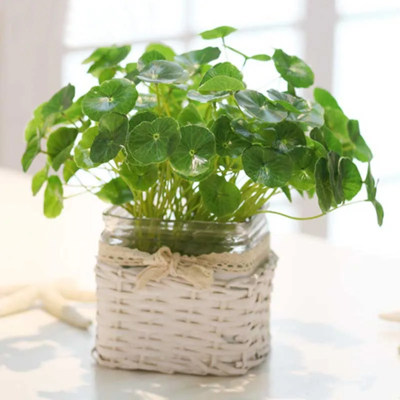 Artificial plant Leaves Grass Artificial Flower Home Decoration Wedding Decoration DIY Flower Wall Plant Wall Fake Flowers
Artificial plant Leaves Grass Artificial Flower Home Decoration Wedding Decoration DIY Flower Wall Plant Wall Fake Flowers