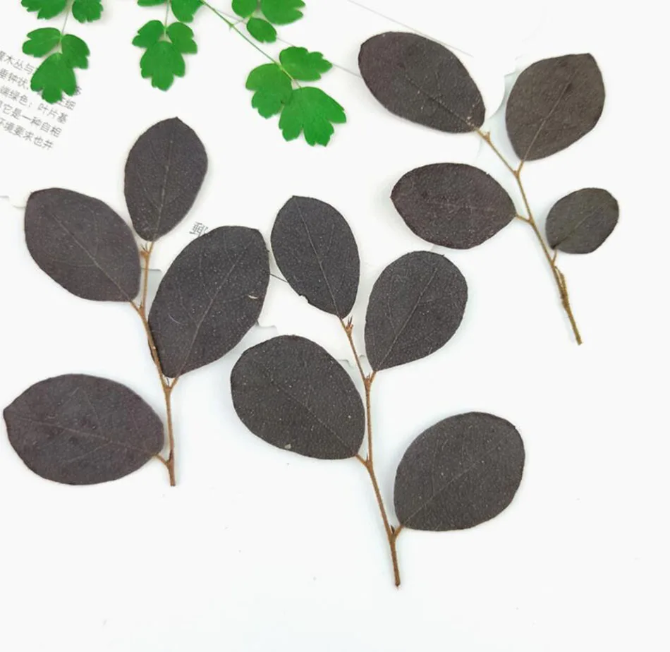 64pcs Pressed Dried Loropetalum Chinense Var.rubrum Flower Plant Herbarium For Jewelry Postcard Invitation Card Bookmark DIY
64pcs Pressed Dried Loropetalum Chinense Var.rubrum Flower Plant Herbarium For Jewelry Postcard Invitation Card Bookmark DIY
