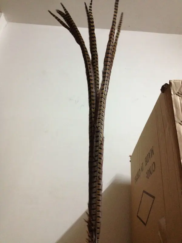 Wholesale perfect 100pcs high quality scare natural female Pheasant feathers 36-40inch/90-100cm Decorative diy Accessories
Wholesale perfect 100pcs high quality scare natural female Pheasant feathers 36-40inch/90-100cm Decorative diy Accessories