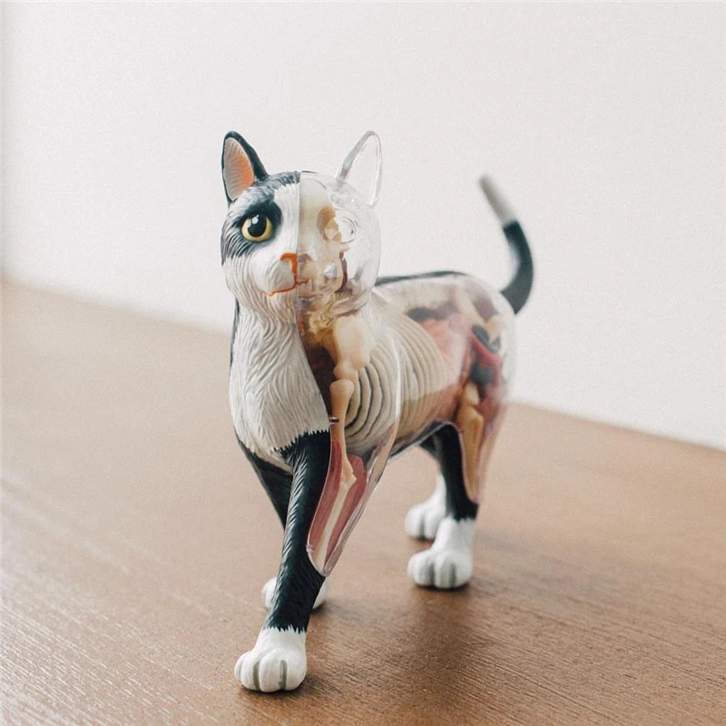 Black and white cat 4d master puzzle Assembling toy Animal Biology organ anatomical model medical teaching model
Black and white cat 4d master puzzle Assembling toy Animal Biology organ anatomical model medical teaching model