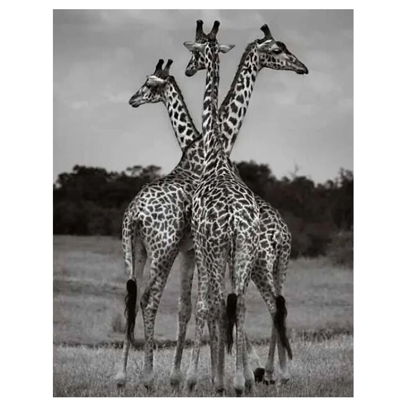full Diamond Painting Cross Stitch Giraffe DIY Diamond Embroidery Mosaic Diamond rhinestones Animal white black art Crafts GH515
full Diamond Painting Cross Stitch Giraffe DIY Diamond Embroidery Mosaic Diamond rhinestones Animal white black art Crafts GH515