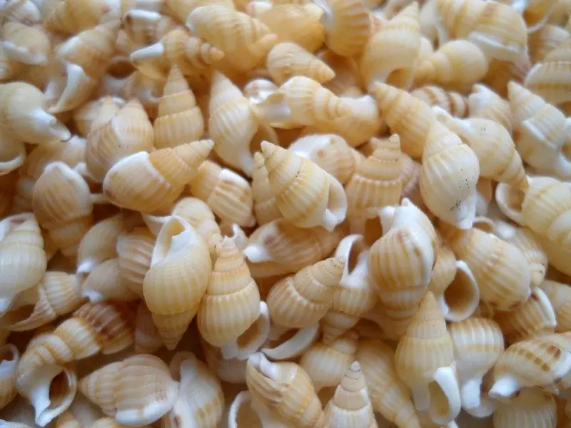 HappyKiss 50pcs Natural small conch shells Yellow rice screw household decoration creative DIY material platform
HappyKiss 50pcs Natural small conch shells Yellow rice screw household decoration creative DIY material platform