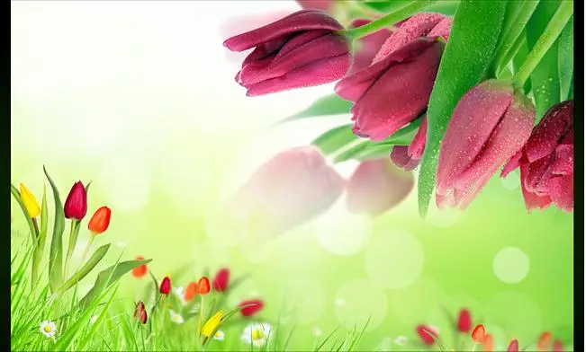 Custom photo wallpaper 3D fresh tulip flowers wedding room bedroom living room hotel sofa TV wallpaper mural
Custom photo wallpaper 3D fresh tulip flowers wedding room bedroom living room hotel sofa TV wallpaper mural