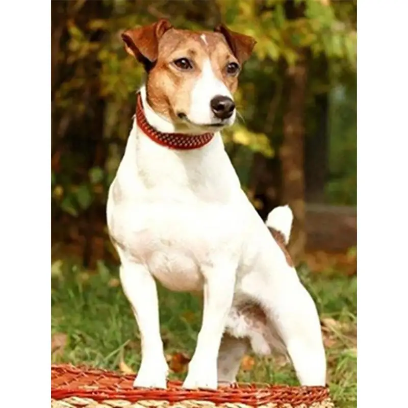 Diamond Painting Dog Animal 5D DIY Kit Cross Stitch Diamond Embroidery Sea Rhinestone Full Square Home Decoration
Diamond Painting Dog Animal 5D DIY Kit Cross Stitch Diamond Embroidery Sea Rhinestone Full Square Home Decoration