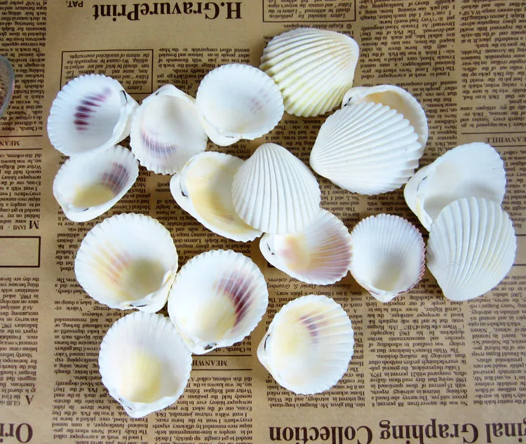 HappyKiss 5pcs Natural coconut shell white conch platform wall stick wedding tanks DIY decoration shells crafts
HappyKiss 5pcs Natural coconut shell white conch platform wall stick wedding tanks DIY decoration shells crafts