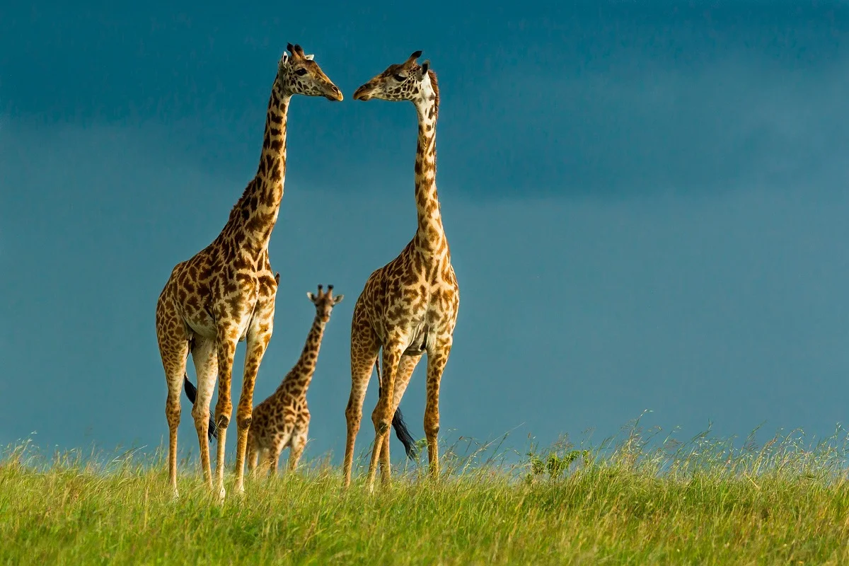 giraffes family PMD424 fabric poster custom print for wall art room decor home decoration (frame available)
giraffes family PMD424 fabric poster custom print for wall art room decor home decoration (frame available)