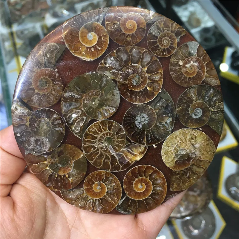 Hot sale! natural ammonite conch shell fossil stone several shells connected together disk for home decoration
Hot sale! natural ammonite conch shell fossil stone several shells connected together disk for home decoration