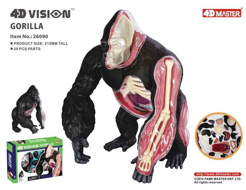 Silver back apes 4d master puzzle Assembling toy Animal Biology organ anatomical model medical teaching model
Silver back apes 4d master puzzle Assembling toy Animal Biology organ anatomical model medical teaching model