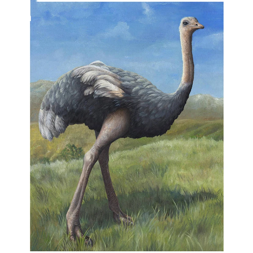 Full Square/Round Drill 5D DIY Diamond Painting "Animal ostrich" 3D Embroidery Cross Stitch 5D Home Decor Gift WG861
Full Square/Round Drill 5D DIY Diamond Painting "Animal ostrich" 3D Embroidery Cross Stitch 5D Home Decor Gift WG861