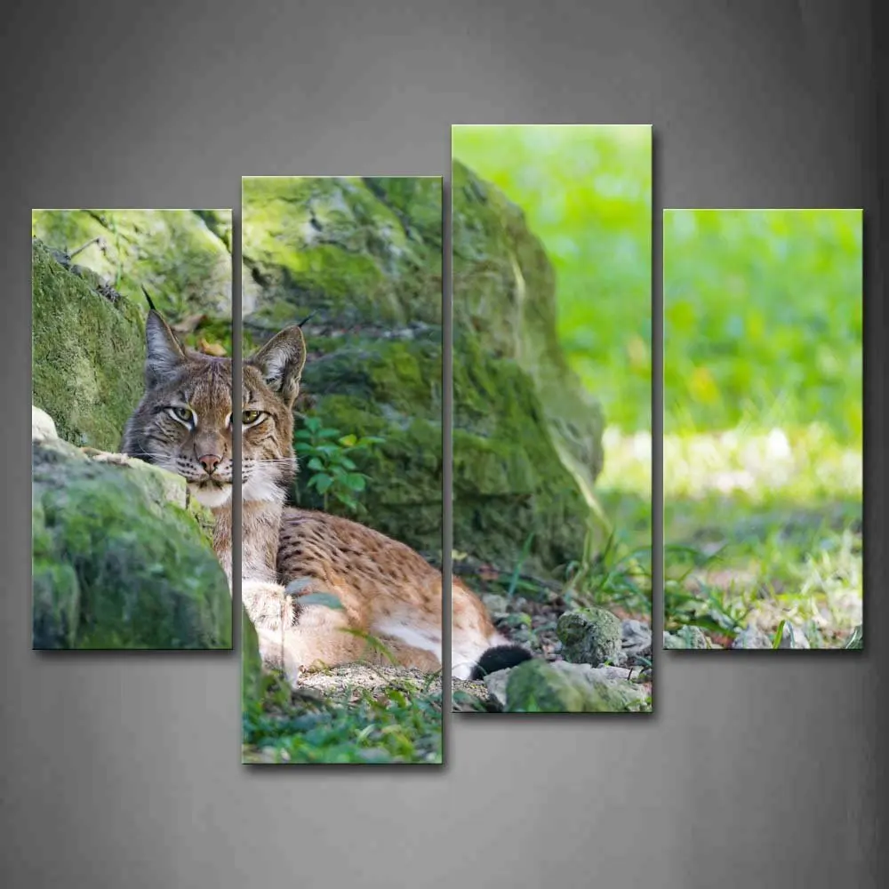 Bobcat Sit By Rock On Grass настенная живопись картины на холсте животное картина для домашнего современного украшения
Bobcat Sit By Rock On Grass настенная живопись картины на холсте животное картина для домашнего современного украшения