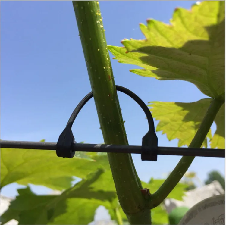 50PCS 5.5cm 6cm 6.5cm Vines Fastener Tied Buckle Hook Plant Vegetable Grafting Clips Agricultural Greenhouse Supplies
50PCS 5.5cm 6cm 6.5cm Vines Fastener Tied Buckle Hook Plant Vegetable Grafting Clips Agricultural Greenhouse Supplies