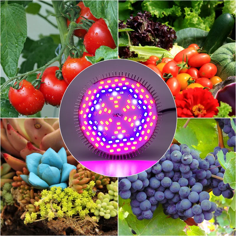 LED E27 Growing Bulb Full Spectrum 80W 50W 30W 10W 5W Phyto COB Lamp Chip AC85-265V For Indoor Greenhouse Plants Flower Seeding
LED E27 Growing Bulb Full Spectrum 80W 50W 30W 10W 5W Phyto COB Lamp Chip AC85-265V For Indoor Greenhouse Plants Flower Seeding