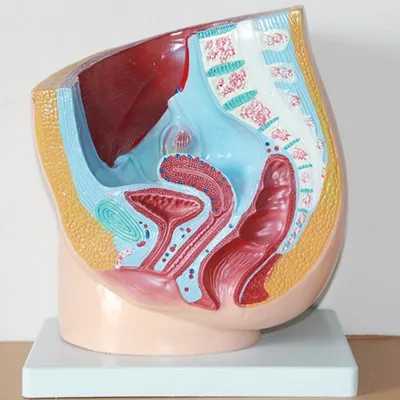 female Genitourinary system model Pelvic anatomy Structure Model 29*27*20CM free shipping
female Genitourinary system model Pelvic anatomy Structure Model 29*27*20CM free shipping