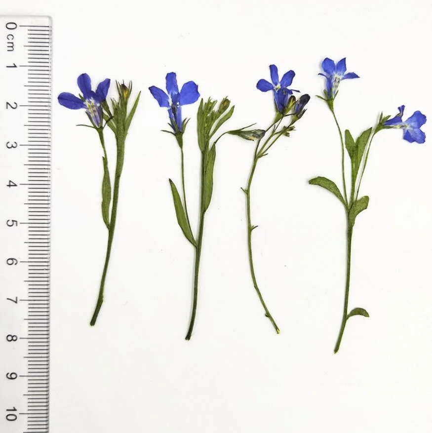 120pcs Pressed Dried Flower Lobelia erinus Stem Leave Filler For Epoxy Resin Jewelry Making Postcard Frame Phone Case Craft DIY
120pcs Pressed Dried Flower Lobelia erinus Stem Leave Filler For Epoxy Resin Jewelry Making Postcard Frame Phone Case Craft DIY