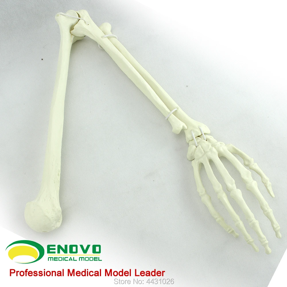 ENOVO The artificial cortical bone cancellous bone graft was implanted into the simulation model
ENOVO The artificial cortical bone cancellous bone graft was implanted into the simulation model