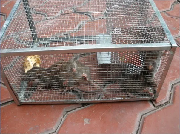 1 PCS mousetrap continuous mouse killer rat-trap mouse cage trap mousetraps Mouse cage recycled very durableHH16102
1 PCS mousetrap continuous mouse killer rat-trap mouse cage trap mousetraps Mouse cage recycled very durableHH16102