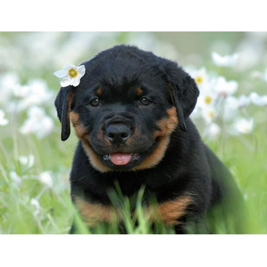 Алмазная картина, полностью квадратная картина «Grassland Rottweiler Dog» 5D Diy Алмазная вышивка мозаика фантазия Декор для гостиной C590
Алмазная картина, полностью квадратная картина «Grassland Rottweiler Dog» 5D Diy Алмазная вышивка мозаика фантазия Декор для гостиной C590