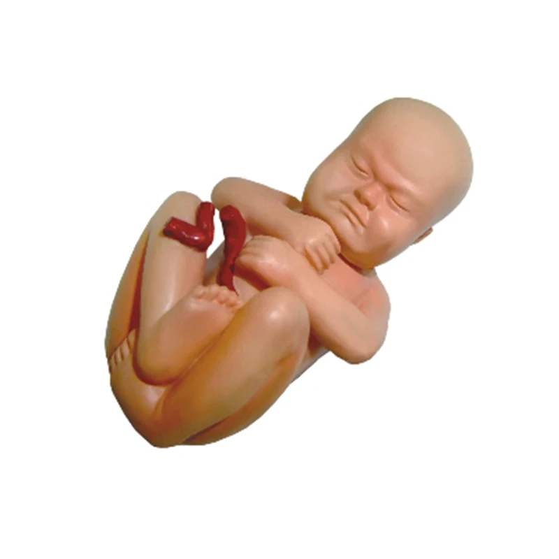 Игрушка-органайзер для развития интеллекта беременности анатомическая модель