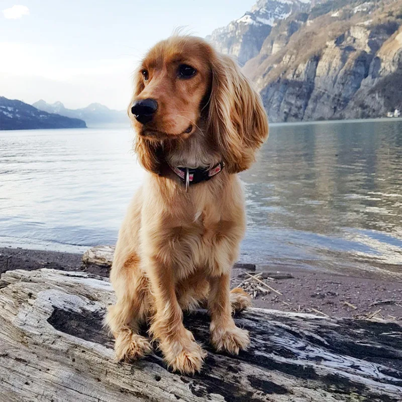 Фото Алмазная живопись сделай сам золотистый ретривер собака мозаика полная