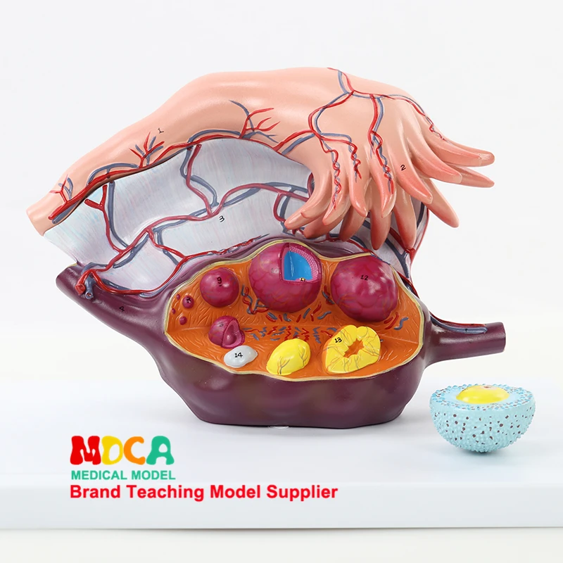 Demonstration of Ovarian Model Medicine for Ovarian Structure Amplification Model in Family Planning MSZXT008
Demonstration of Ovarian Model Medicine for Ovarian Structure Amplification Model in Family Planning MSZXT008