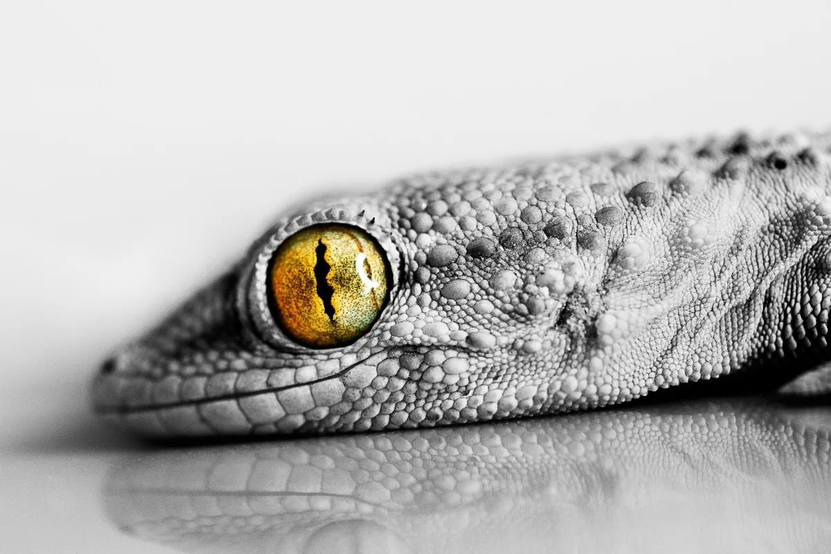 canvas fabric poster custom print (frame available) reptile Lizard eye close-up PSH50 for wall decor room decor home decoration
canvas fabric poster custom print (frame available) reptile Lizard eye close-up PSH50 for wall decor room decor home decoration