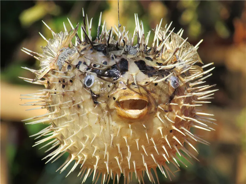 HappyKiss Marine crafts Super cute sea fish skin Thorn fish Water toys Creative gifts that occupy the home
HappyKiss Marine crafts Super cute sea fish skin Thorn fish Water toys Creative gifts that occupy the home