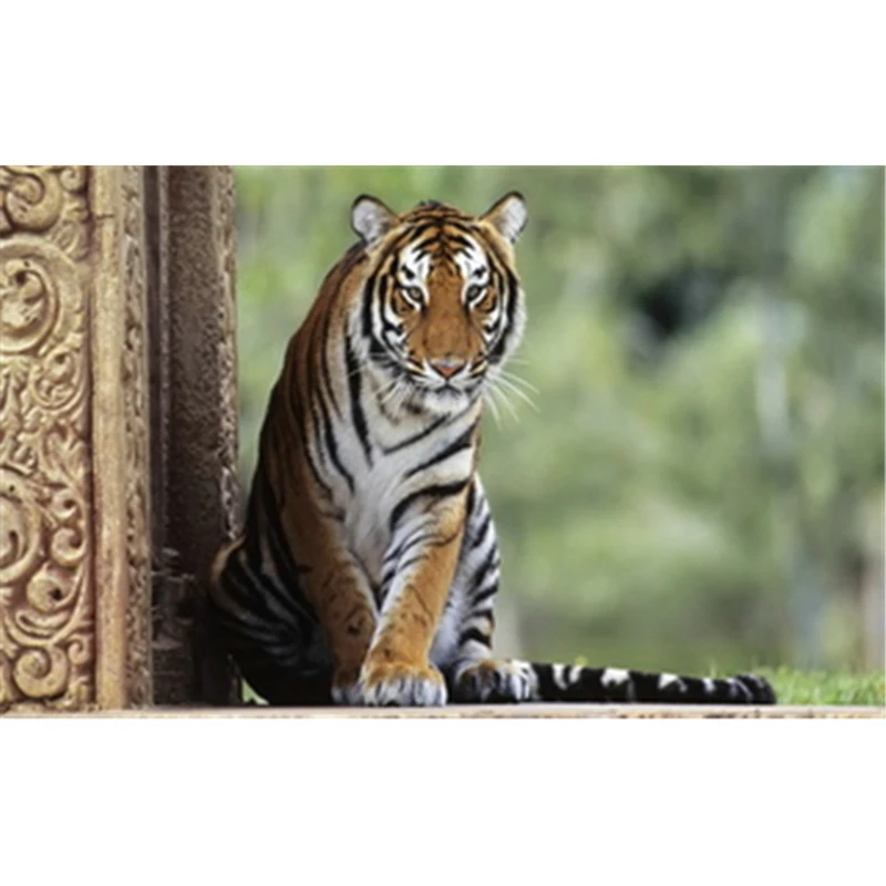 Квадратная вышивка meek tiger с полным заполнением, алмазная живопись «сделай сам», вышивка крестиком, квадратная вышивка, украшение для дома, ...
Квадратная вышивка meek tiger с полным заполнением, алмазная живопись «сделай сам», вышивка крестиком, квадратная вышивка, украшение для дома, ...