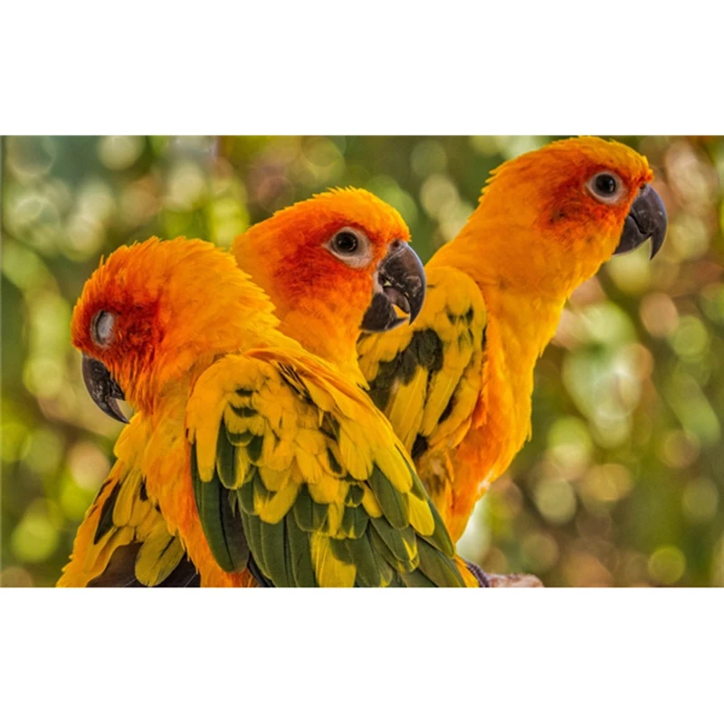 Diamond embroidery spring bird diamond painting animal home decor square diamonds 3D diamond needlework wall arts Mosaic A7758R
Diamond embroidery spring bird diamond painting animal home decor square diamonds 3D diamond needlework wall arts Mosaic A7758R