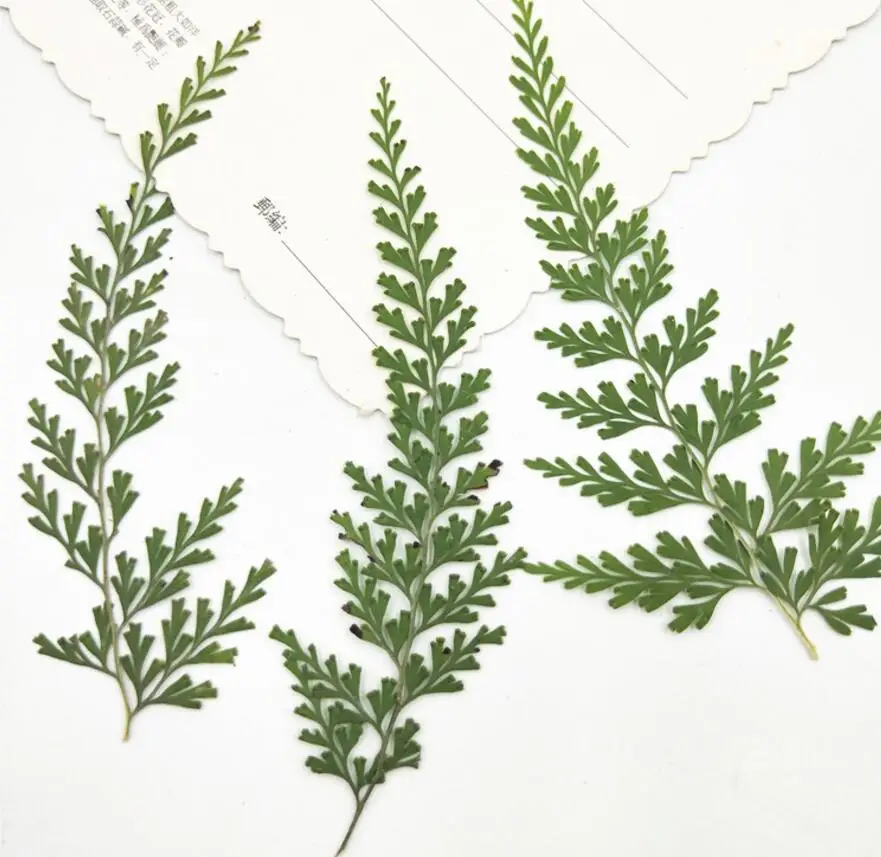 120pcs Pressed Dried Flower Stenolomachusanum Leaf Filler For Epoxy Resin Jewelry Making Postcard Frame Phone Case Craft DIY
120pcs Pressed Dried Flower Stenolomachusanum Leaf Filler For Epoxy Resin Jewelry Making Postcard Frame Phone Case Craft DIY